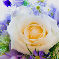 Scotland The Brave Hand-tied